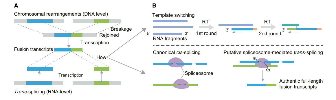 The varieties of fusion transcripts and their putative biogenesis mechanisms (Zhu et al., 2024)