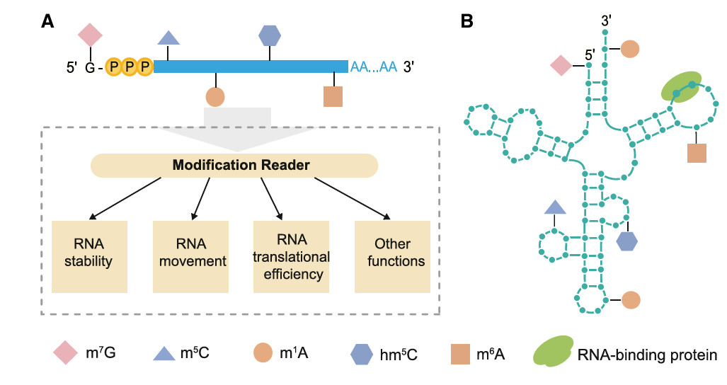 Several kinds of RNA modifications (Zhu et al., 2024)