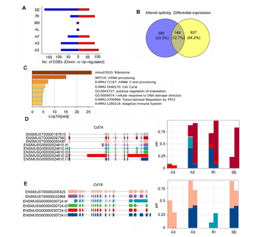 The loss of Prmt5 activity modifies the splice variant profile and disturbs gene expression in B cells (Zhou et al., 2023)