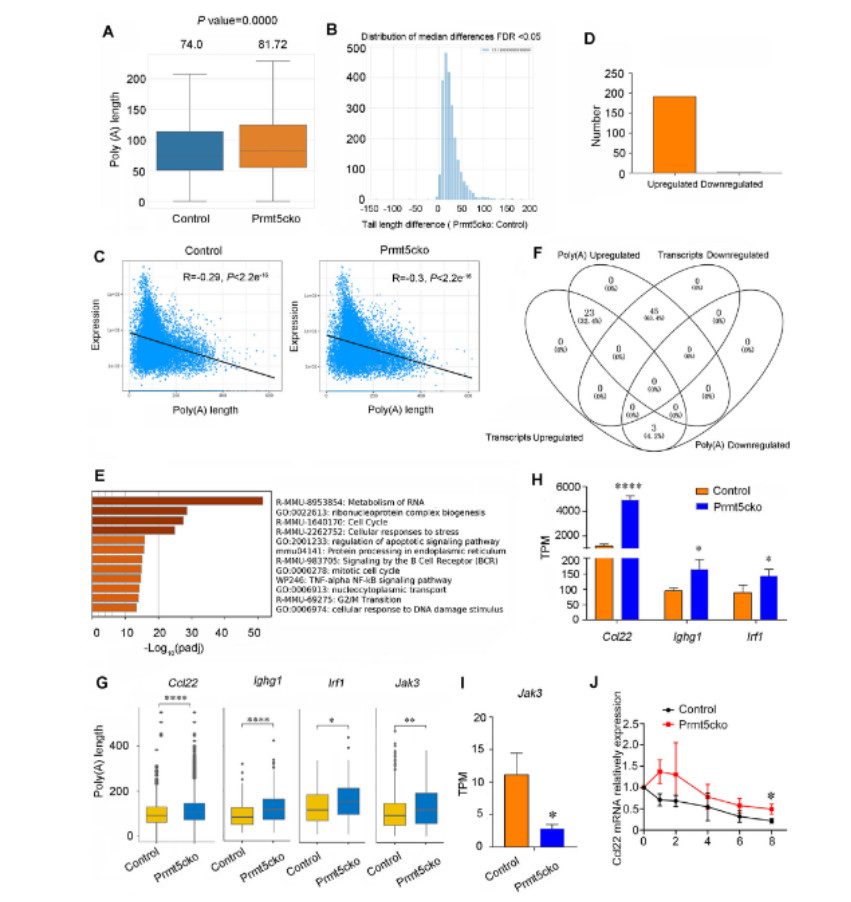The relationship between the length of the poly(A) tail and the expression of DEI in Prmt5-deficient B cells (Zhou et al., 2023)