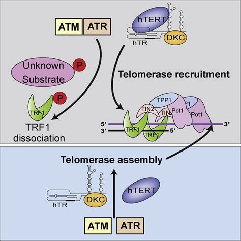 ATM and ATR Signaling.