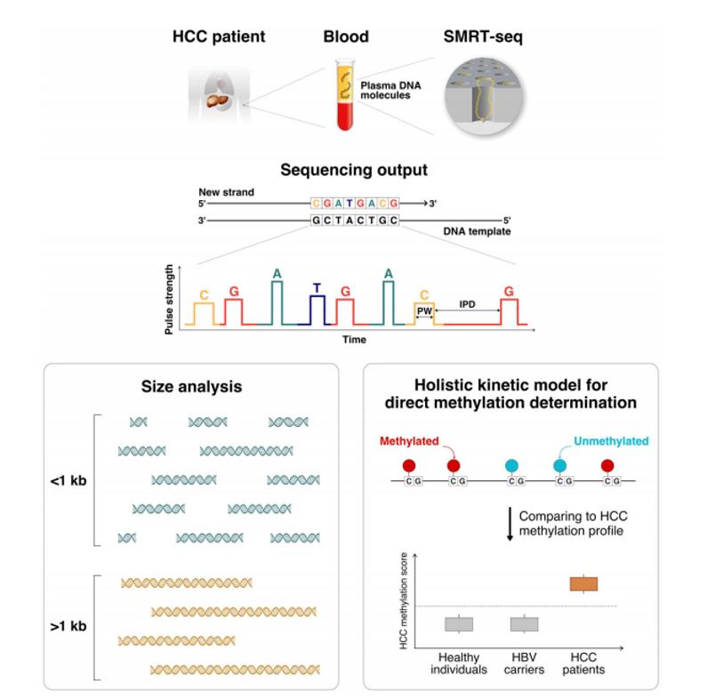 cfDNA from the plasma of cancer patients were sequenced with single-molecule sequencing.