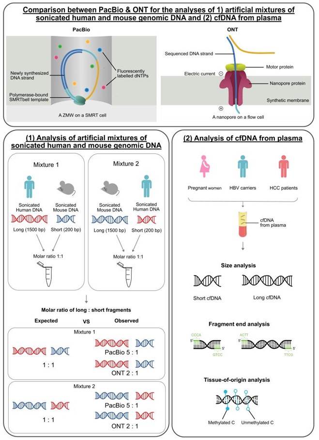 Workflow of analysis of the size, end-motif, and tissue-of-origin of long cell-free DNA in plasma.