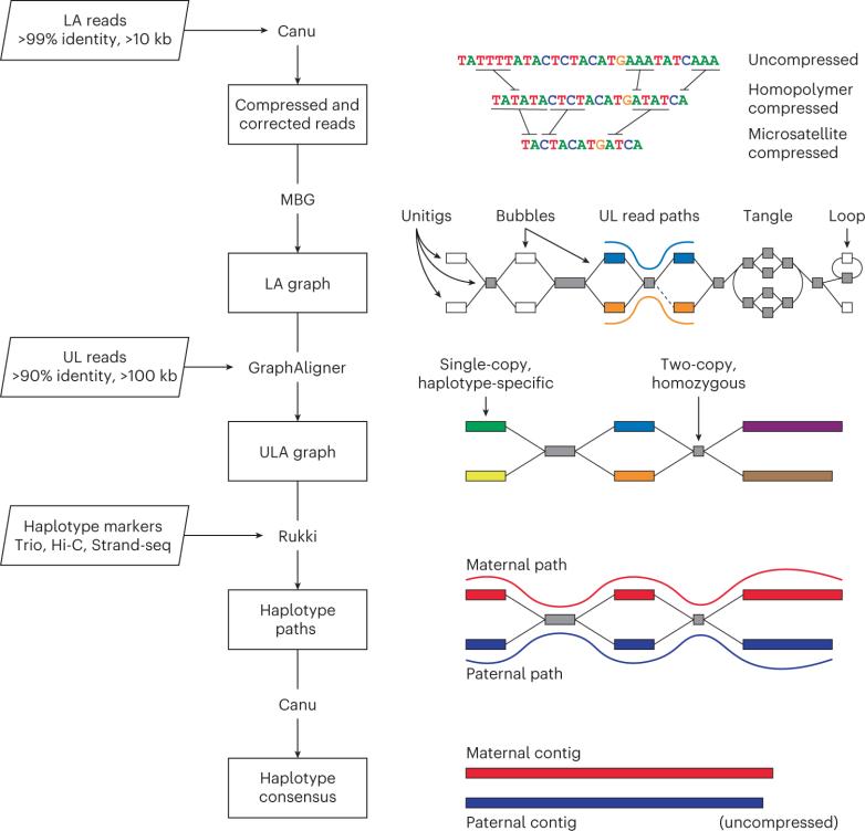 Telomere-to-telomere Gapless Genome Assembly