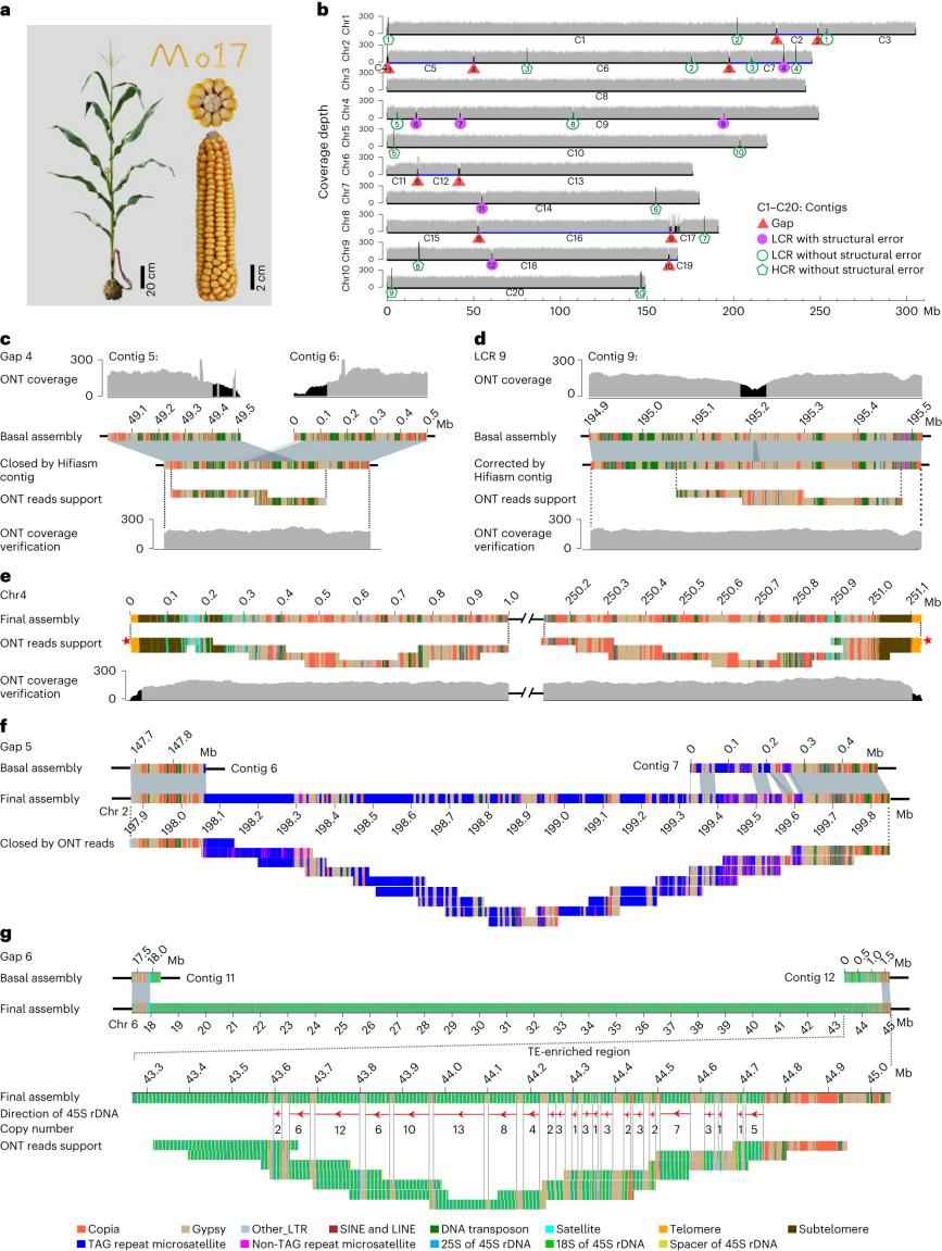 Telomere-to-telomere Gapless Genome Assembly