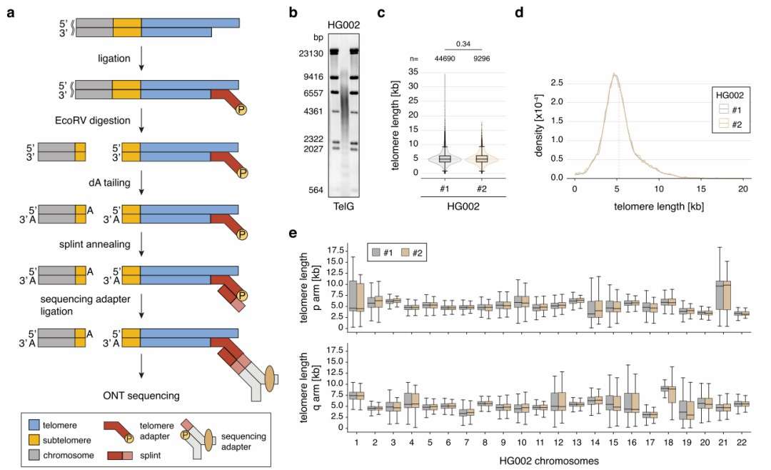 Telo-seq measures the length of specific telomeres in chromosome arms.
