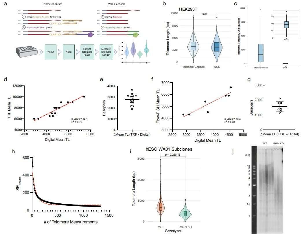 Nanopore long read sequencing is used for high resolution telomere measurement.