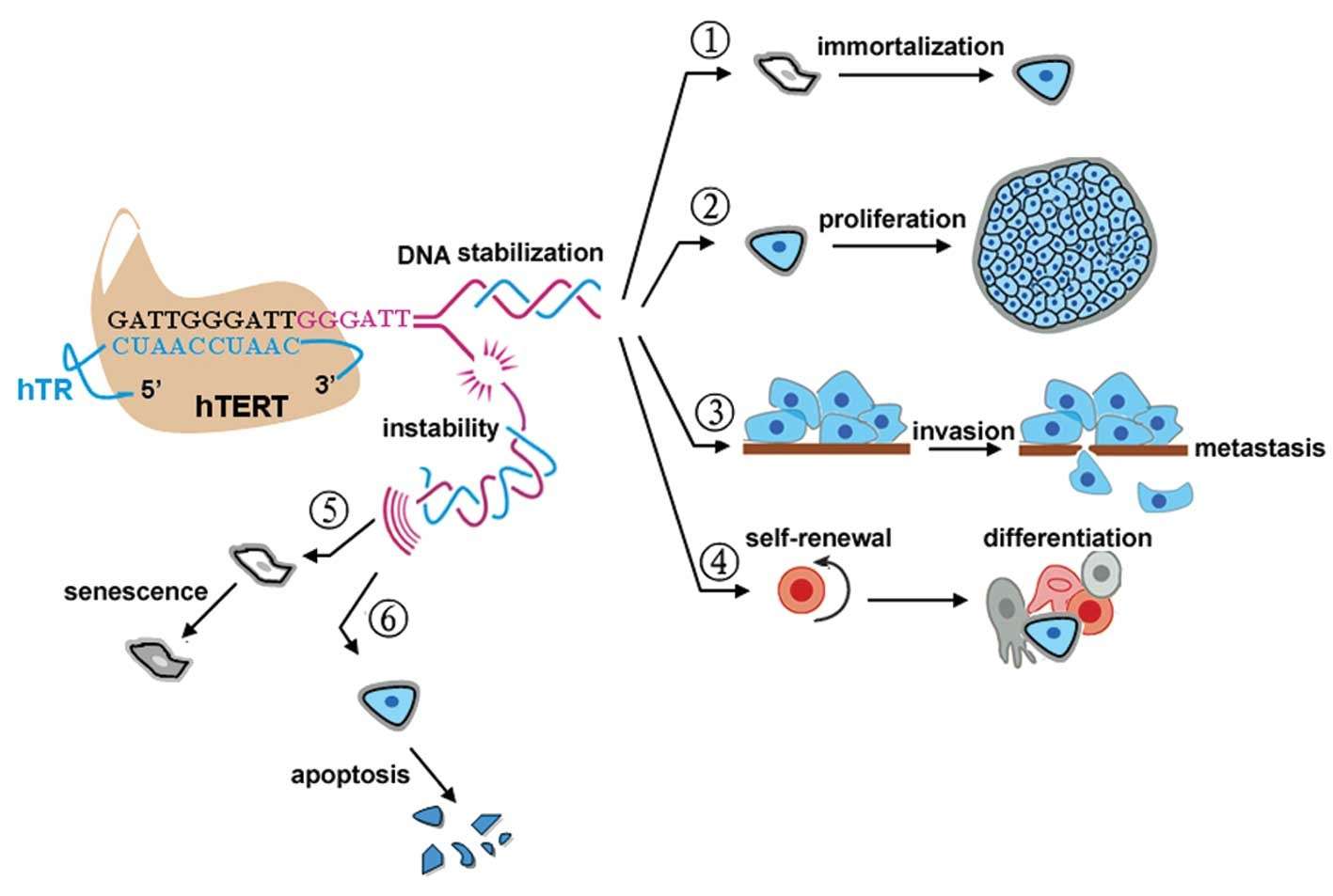 Characteristics of hTERT make it an ideal therapeutic target for human cancers.