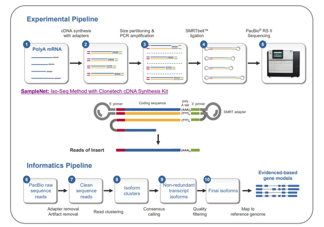 The Iso-Seq Method sample prep and analysis workflow.