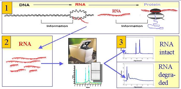 What is the RNA Integrity Number RIN