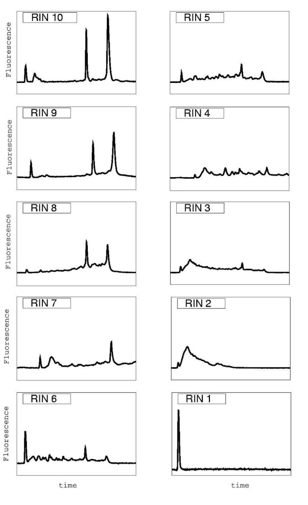 What is the RNA Integrity Number RIN