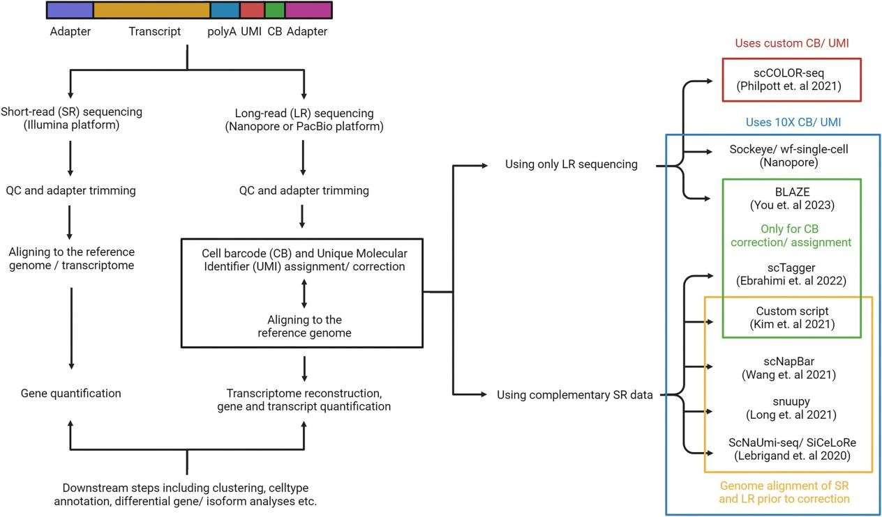 Single-Cell Long-Read Sequencing workflow.