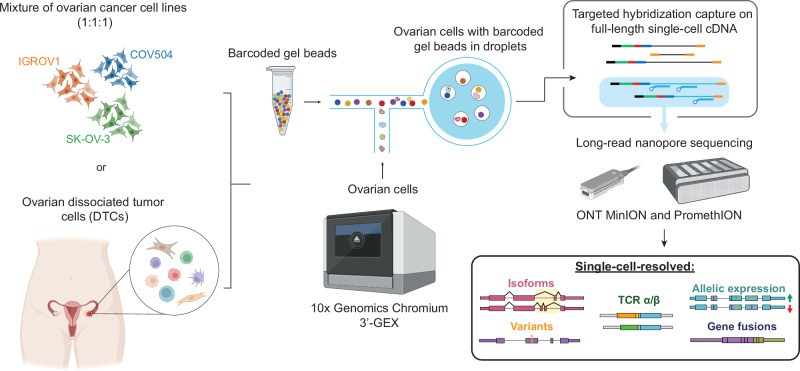 Single-Cell Long-Read Sequencing workflow.