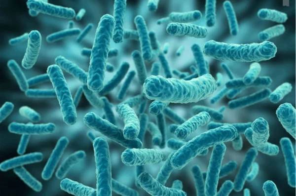 1-how-to-distinguish-bacteria-and-fungi-from-morphology-to-sequencing