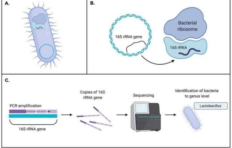 16S rRNA Sequencing VS Shotgun Sequencing for Microbial Research
