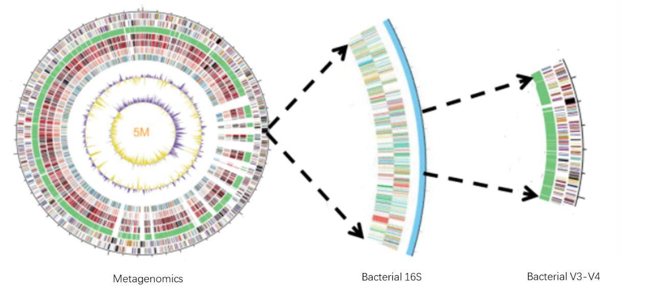 Figure 3. Comparative Examination of Target Regions in Metagenomics versus 16S Sequencing.