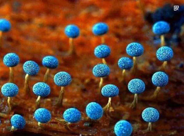 1-how-to-distinguish-bacteria-and-fungi-from-morphology-to-sequencing