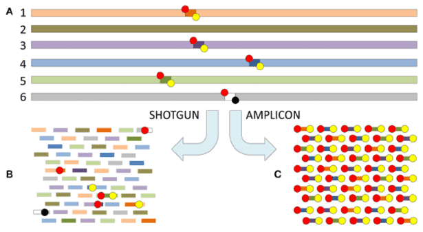  The difference between shotgun metagenomics and amplicon based metataxonomic sequencing