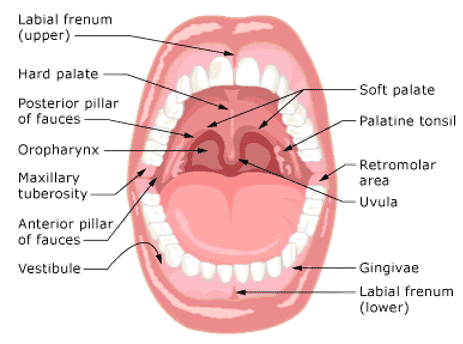 An illustration of oral cavity structure. (anatomy-medicine.com)