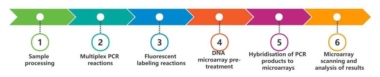 DNA Microarray-based Microbial Antibiotic Resistance Genes Analysis - CD Genomics.