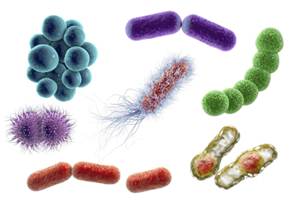 Epigenetics Sequencing for Studying Bacterial Methylation 