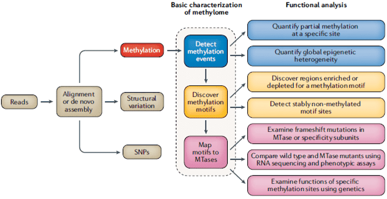 Epigenetics Sequencing for Studying Bacterial Methylation 