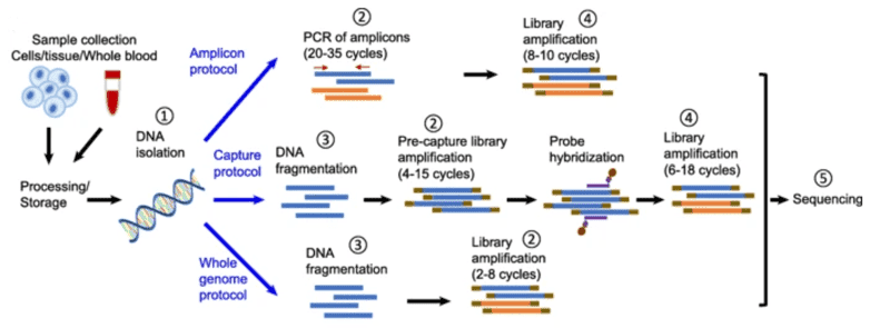 Illustration of the major protocols of typical next-generation sequencing.