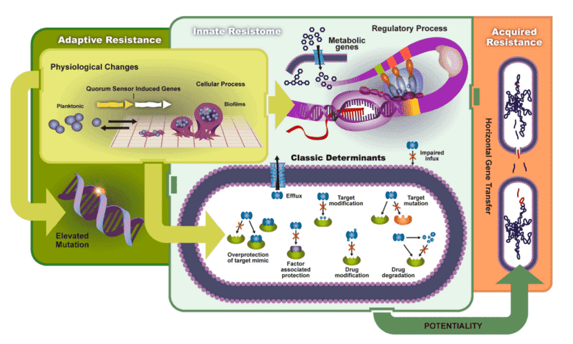 The transmission and mechanisms of antibiotic resistance and virulence can be divided into adaptive resistance, innate resistance, and acquired resistance.