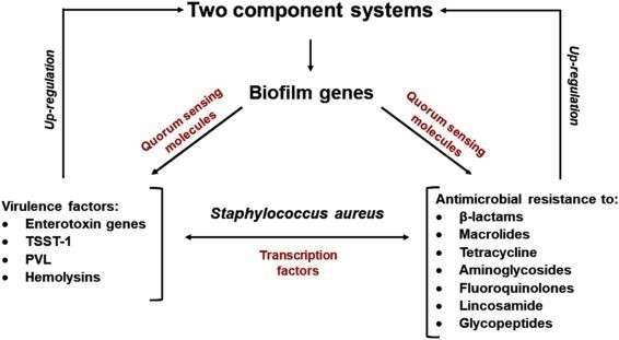 The relationship between virulence factors and antimicrobial resistance in Staphylococcus aureus.