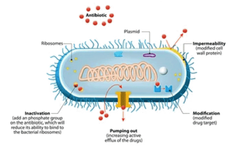 Identifying Antimicrobial Resistance and Virulence Factors Using Next-Generation Sequencing