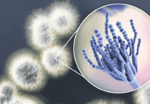 More to Know About Fungi: Definition, Structure, Life Cycle and Reproduction