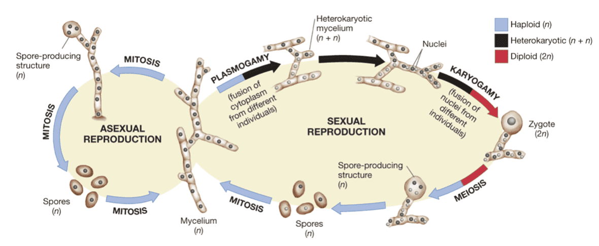 The generalized life cycle of fungi