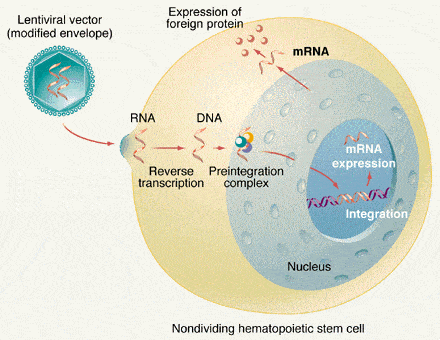 Lentiviral/Retroviral Integration Site Sequencing