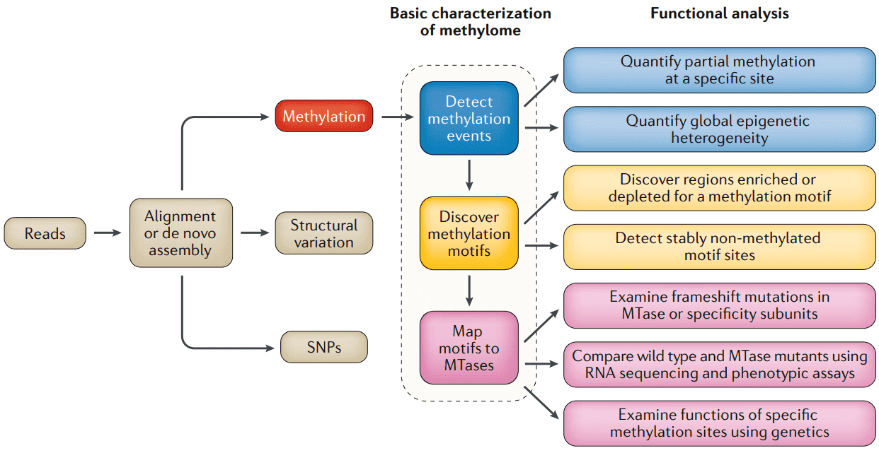 Bioinformatics steps for comprehensive characterization of a microbial epigenome (Beaulaurier et al. 2019)