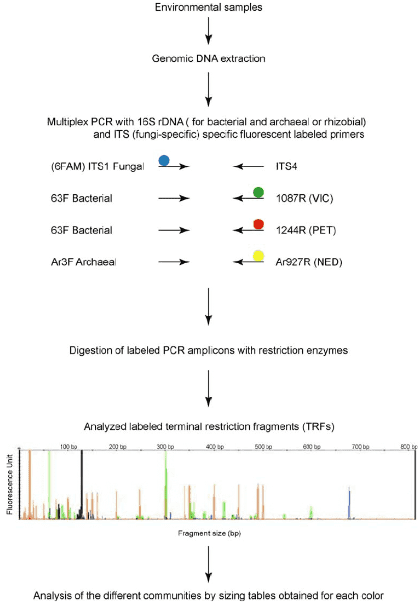 Microbial Gene Fragment Analysis: Introduction, Advantages, Workflow, and Applications