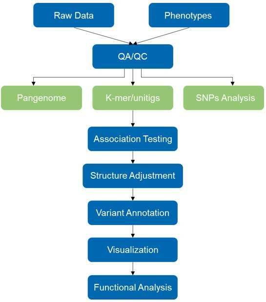 Microbial Genome-wide Association Studies (mGWAS) Service