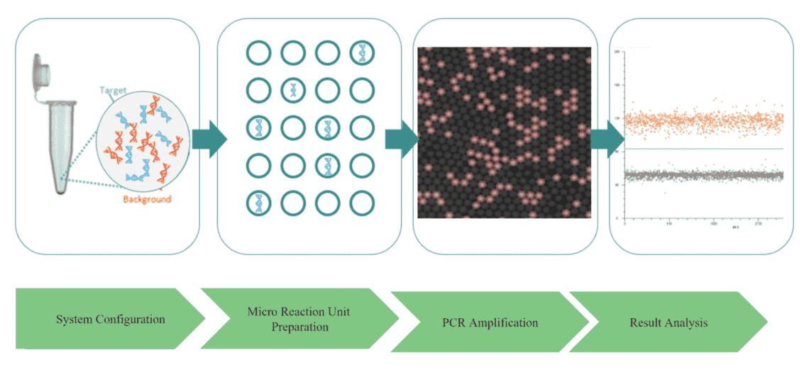 Microbial dPCR Analysis