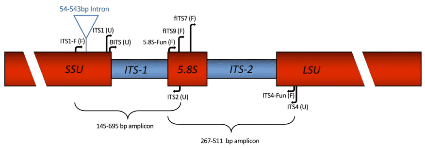 Fungal nuclear ribosomal ITS primer map.