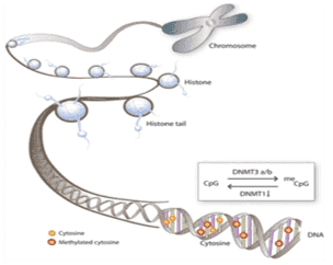 Methylation Sequencing with NGS