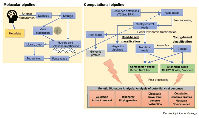 Next-Generation Sequencing of Viral Genomes: Introductions, Technologies, and Applications
