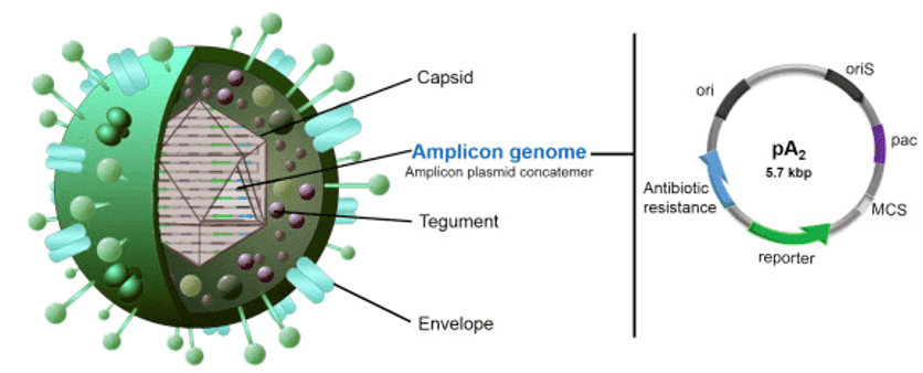 Viral amplicon vector and amplicon plasmid structure. 