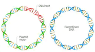 PCR-based Microbial Antibiotic Resistance Gene Analysis