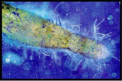 Root-Associated Microorganism Analysis