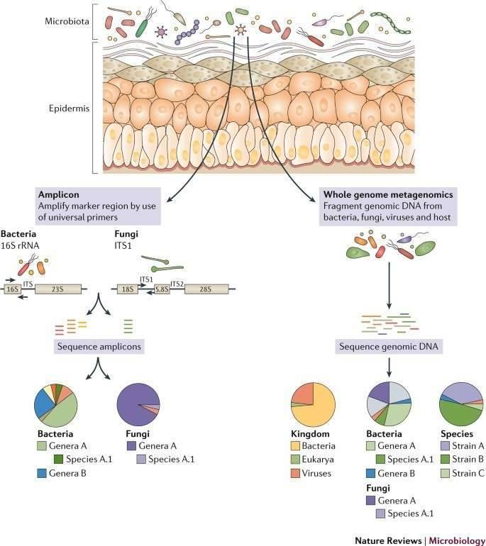 The human skin microbiome