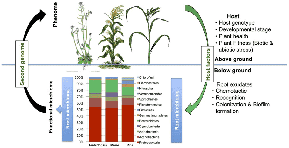 Sample Preparation Protocols for Soil Microbiome Sequencing 