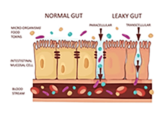 Sequencing of Gut Microbiome – The Approach to Uncover Many Secrets Hidden Inside Our Gut