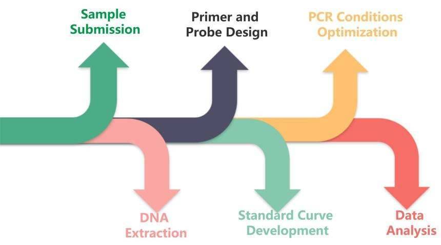 The Flowchart of TaqMan-based qPCR Assay for ARGs - CD Genomics.