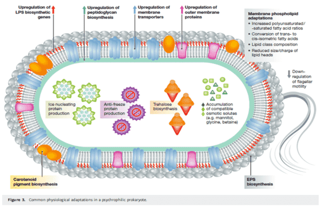 A Preview to the Adaptive Mechanisms of Psychrophiles