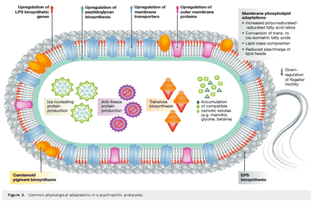 How do Psychrophiles overcome these stresses