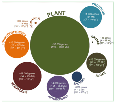 Overview of organisms present in the rhizosphere.